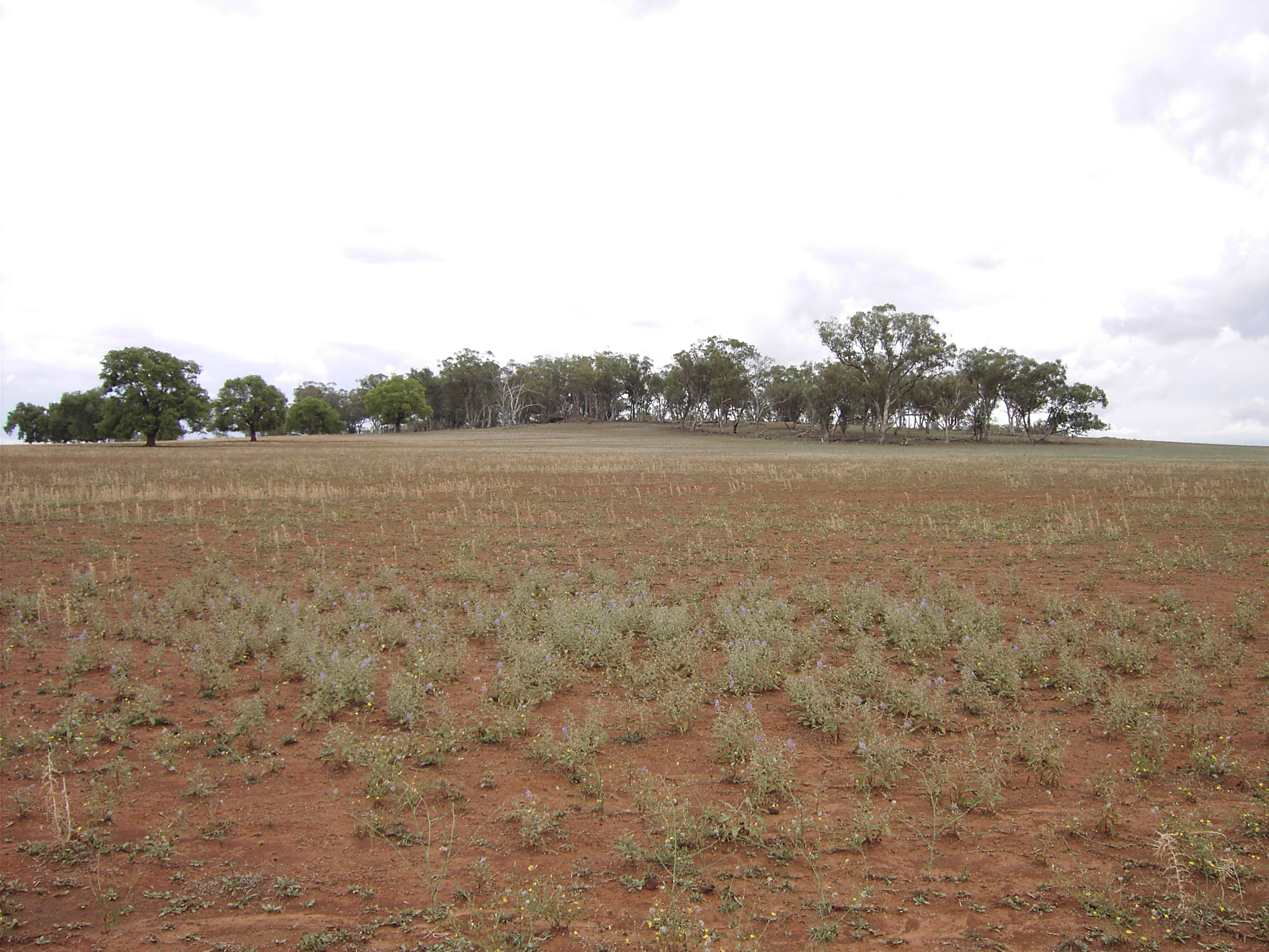 Low Hill of Kaiser, looking NW, 2004